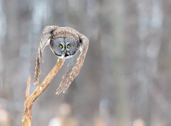 Velká šedá sova na pozadí zasněžených witer. — Stock fotografie