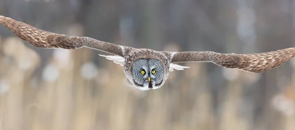 Grand Hibou gris sur un fond de serveur enneigé . — Photo