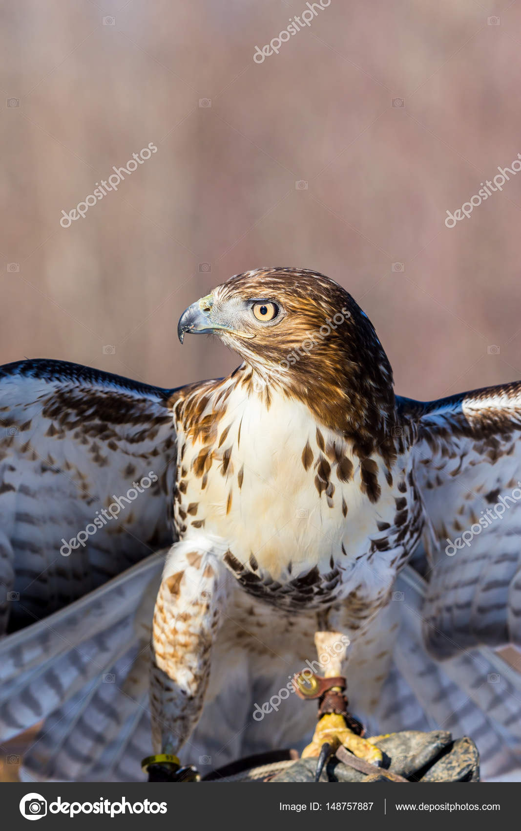 红尾鵟是一种猛禽俗称在美国Chickenhawk 尽管它很少捕食标准大小鸡的三个物种之一——图库图片© glassandnature  #148757887