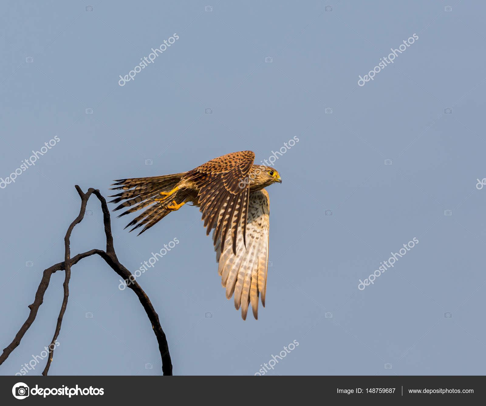 Terjual Burung Hantu Elang Alap Alap Kaskus