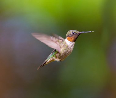 Ruby, Kuzey Quebec 'teki bir boreal ormanında, kuzeye doğru uzun göçünden sonra erkek sinekkuşu boğdu. Güneyden buraya uzun bir yolculuk yapmak için çok küçük sinekkuşları savaşıyor..