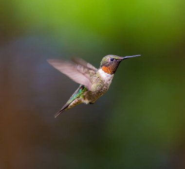 Ruby, Kuzey Quebec 'teki bir boreal ormanında, kuzeye doğru uzun göçünden sonra erkek sinekkuşu boğdu. Güneyden buraya uzun bir yolculuk yapmak için çok küçük sinekkuşları savaşıyor..