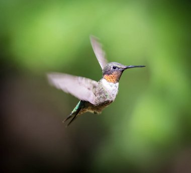 Ruby, Kuzey Quebec 'teki bir boreal ormanında, kuzeye doğru uzun göçünden sonra erkek sinekkuşu boğdu. Güneyden buraya uzun bir yolculuk yapmak için çok küçük sinekkuşları savaşıyor..