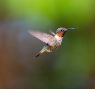Ruby, Kuzey Quebec 'teki bir boreal ormanında, kuzeye doğru uzun göçünden sonra erkek sinekkuşu boğdu. Güneyden buraya uzun bir yolculuk yapmak için çok küçük sinekkuşları savaşıyor..