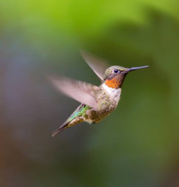 Ruby, Kuzey Quebec 'teki bir boreal ormanında, kuzeye doğru uzun göçünden sonra erkek sinekkuşu boğdu. Güneyden buraya uzun bir yolculuk yapmak için çok küçük sinekkuşları savaşıyor..
