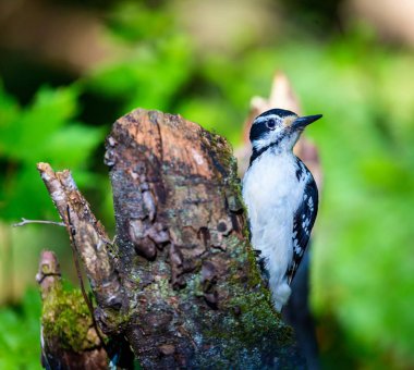 Kıllı Ağaçkakan, büyük ağaç gövdeleri ve ana dalları boyunca yiyecek arayan küçük ama güçlü bir kuştur. Downy Woodpecker 'dan çok daha uzun bir gagası var..
