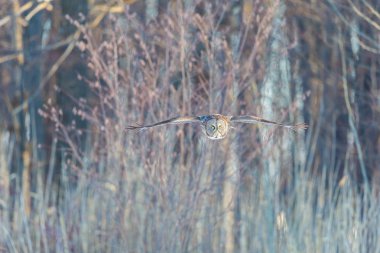 Altın ışıktaki büyük gri baykuş. Büyük gri, dünyanın en büyük baykuş türü olarak bilinen çok büyük bir kuştur. Burada Quebec 'in sert kışında av ararken görülüyor..
