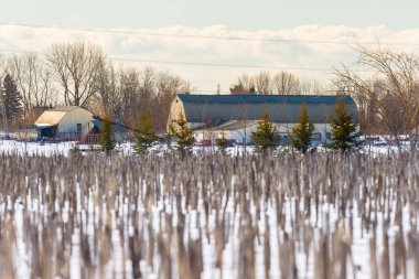 Ocak ayında Quebec şehir merkezinde çekilen mısır tarlası.