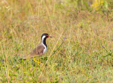 Kırmızı kanatlı süveterler orta boyda, büyük ayaklılardır. Kanatları ve arkası açık kahverengidir ve mor bir parıltıya sahiptir, fakat başı, göğsü ve boynun ön kısmı siyahtır. Kafasında kırmızı işaretler var..