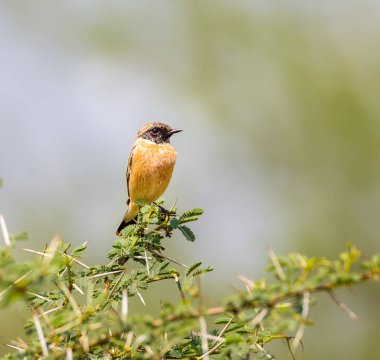 Sibirya stonechat veya Asya stonechat eski dünya sinekkapan aile son zamanlarda doğrulanmış bir türdür. Bazı diğer ardıç kuşu gibi çöp için kutular gibi eski dünya tropik kışlar.