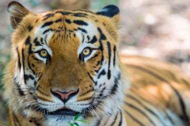 Hindistan Ulusal Park'ta kaplan. Bu ulusal hazineler şimdi korunur, ancak kentsel büyüme nedeniyle onlar asla eskisi gibi Hindistan dolaşmak mümkün olacak. 