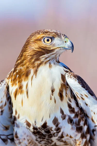 Red Tailed Hawk Bird Prey One Three Species Colloquially Known — Stock Photo, Image
