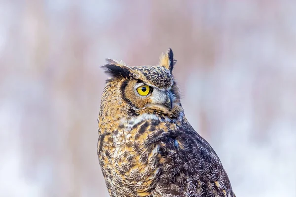 The great horned , also known as the tiger or the hoot owl, is a large bird native to the Americas. It is an extremely adaptable bird with vast range and is the most widely distributed true owl.