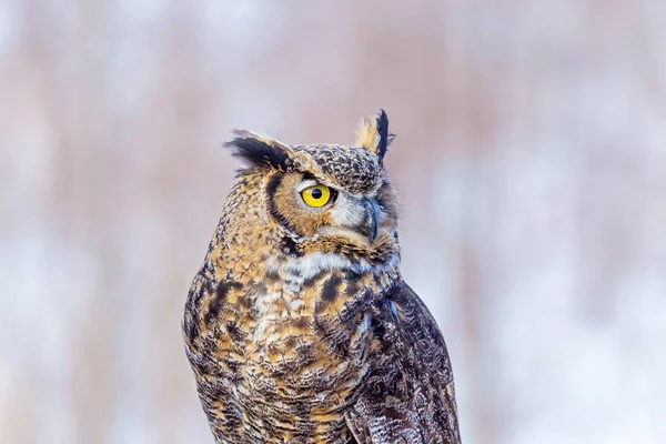 Grand Cornu Aussi Connu Sous Nom Tigre Hibou Des Marais — Photo