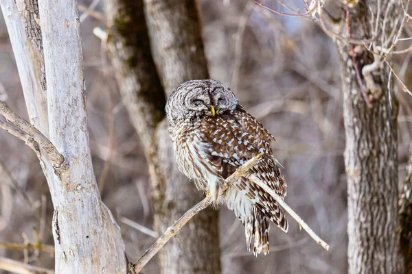 Barred Owl Large Typical Owl Native North America Best Known — Stock Photo, Image