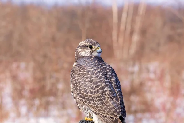 Faucon Gerfaut Également Épelé Est Oiseau Proie Gros Espèce Abréviation — Photo