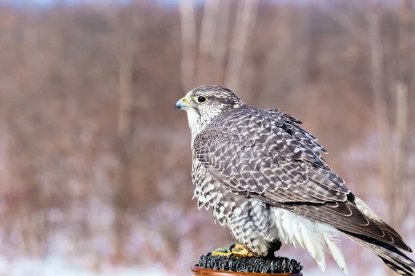 Faucon Gerfaut Également Épelé Est Oiseau Proie Gros Espèce Abréviation — Photo