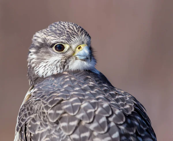 Kel Kartal Portresi — Stok fotoğraf