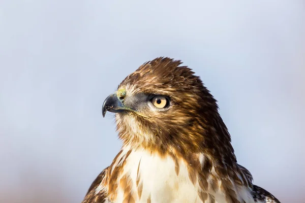 Buse Queue Rousse Est Oiseau Proie Une Des Trois Espèces — Photo