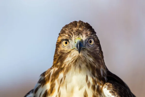 Red Tailed Hawk Een Roofvogel Één Van Drie Soorten Gemeenzaam — Stockfoto