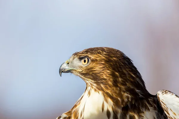 Buse Queue Rousse Est Oiseau Proie Une Des Trois Espèces — Photo