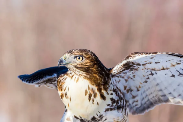 Red Tailed Hawk Een Roofvogel Één Van Drie Soorten Gemeenzaam — Stockfoto