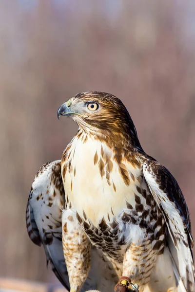 Buse Queue Rousse Est Oiseau Proie Une Des Trois Espèces — Photo