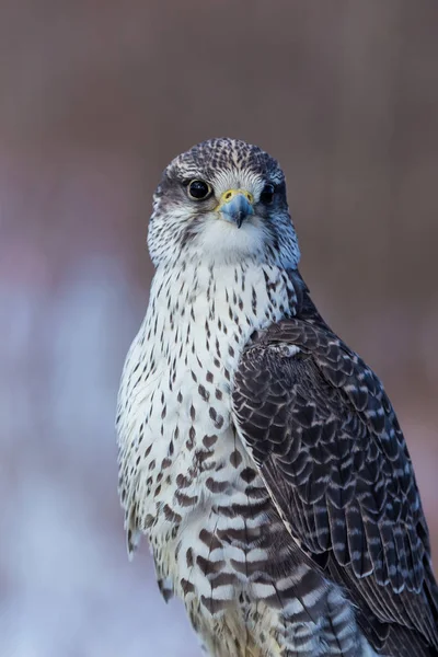 Żyrfalcon Zwany Również Gerfalcon Jest Ptakiem Drapieżnym Największym Gatunku Sokołów — Zdjęcie stockowe