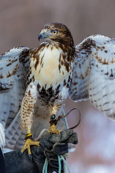 Buse Queue Rousse Est Oiseau Proie Une Des Trois Espèces — Photo