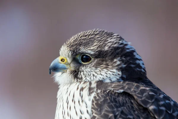 Żyrfalcon Zwany Również Gerfalcon Jest Ptakiem Drapieżnym Największym Gatunku Sokołów — Zdjęcie stockowe