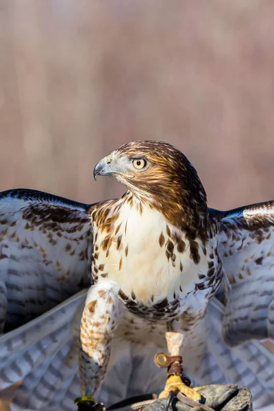 Buse Queue Rousse Est Oiseau Proie Une Des Trois Espèces — Photo