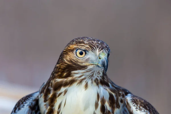 Buse Queue Rousse Est Oiseau Proie Une Des Trois Espèces — Photo