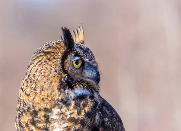 The great horned, also known as the tiger  or the hoot, is a large owl native to the Americas. It is an extremely adaptable bird with a vast range and is a common  true owl in the Americas