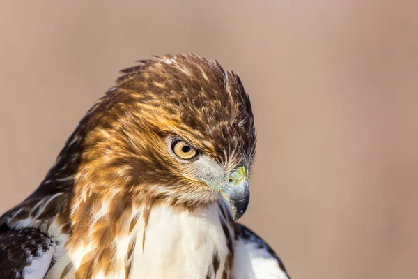 Red Tailed Hawk Een Roofvogel Één Van Drie Soorten Gemeenzaam — Stockfoto