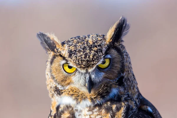The great horned , also known as the tiger or the hoot, is a large owl native to the Americas. It is an extremely adaptable bird with a vast range and is a common  true owl in the Americas