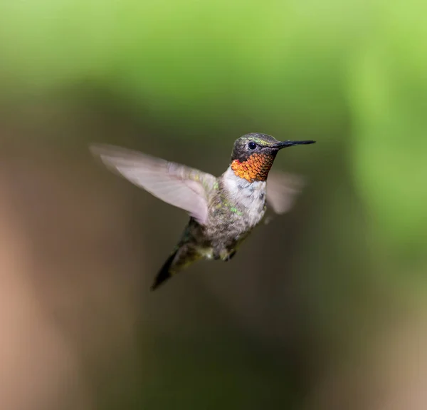 Ruby Throated Hummingbird Male Boreal Forest Northern Quebec Its Long — Stock Photo, Image