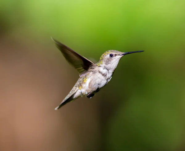 Ruby Throated Hummingbird Fêmea Uma Floresta Boreal Norte Quebec Depois — Fotografia de Stock