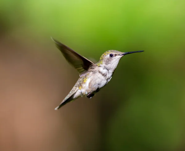 Ruby Throated Hummingbird Самиця Бореальний Ліс Північному Квебеку Після Його — стокове фото