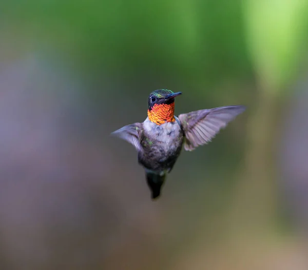 Ruby Throated Hummingbird Male Boreal Forest Northern Quebec Its Long — Stock Photo, Image