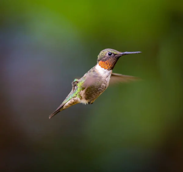 Ruby Throated Hummingbird Maschio Una Foresta Boreale Nel Quebec Settentrionale — Foto Stock