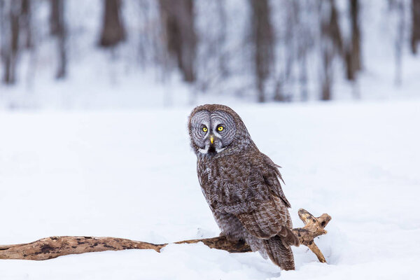 The great grey owl in the golden light. The great gray is a very large bird, documented as the world's largest species of owl by length. Here it is seen searching for prey in Quebec's harsh winter.