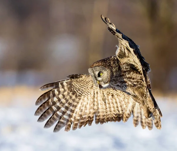 Grand Hibou Gris Dans Lumière Dorée Grand Gris Est Oiseau — Photo