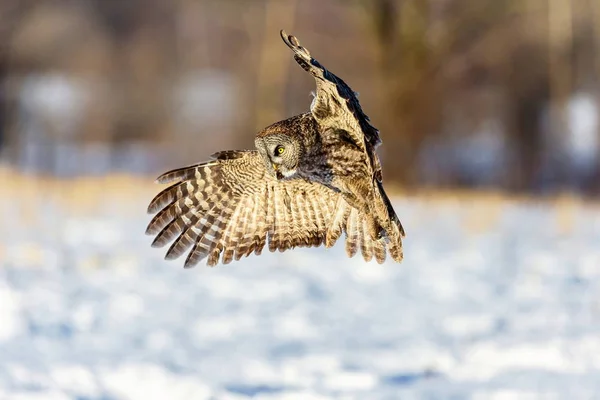 Altın ışıktaki büyük gri baykuş. Büyük gri, dünyanın en büyük baykuş türü olarak bilinen çok büyük bir kuştur. Burada Quebec 'in sert kışında av ararken görülüyor..