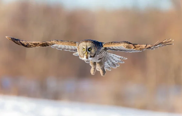 Grand Hibou Gris Dans Lumière Dorée Grand Gris Est Oiseau — Photo