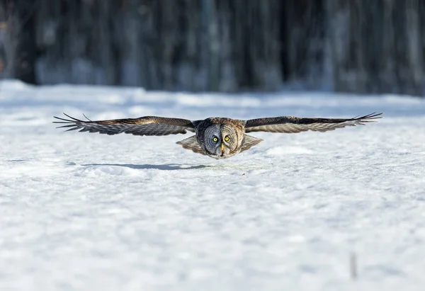 Grand Hibou Gris Dans Lumière Dorée Grand Gris Est Oiseau — Photo