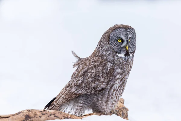 Grote Grijze Uil Het Gouden Licht Grote Grijze Vogel Een — Stockfoto