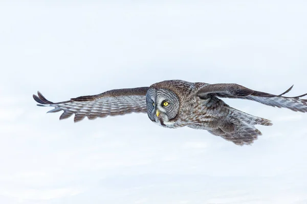 Grote Grijze Uil Het Gouden Licht Grote Grijze Vogel Een — Stockfoto