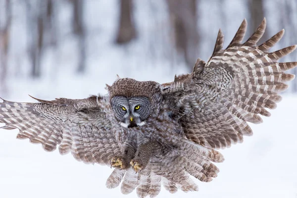 Grote Grijze Uil Het Gouden Licht Grote Grijze Vogel Een — Stockfoto