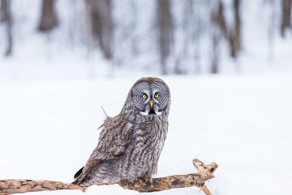 The great grey owl in the golden light. The great gray is a very large bird, documented as the world's largest species of owl by length. Here it is seen searching for prey in Quebec's harsh winter.