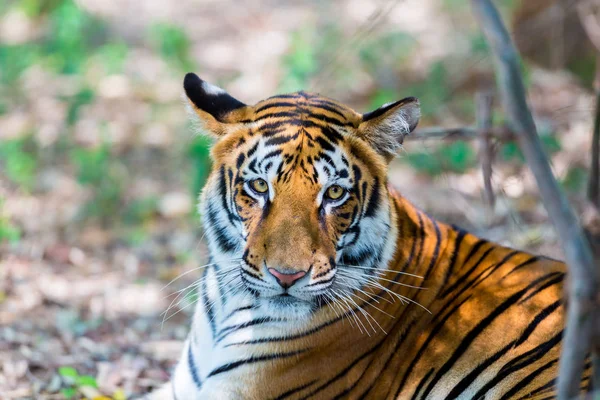 Tigre Parque Nacional Índia Estes Tesouros Nacionais Estão Agora Ser — Fotografia de Stock